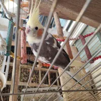 عروس هلندی نر|پرنده|اسلامشهر, شهرک مهدیه|دیوار