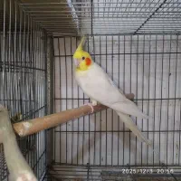 طوطی گرینچیک.عروس وبرزیلی بالغ|پرنده|بهبهان, |دیوار