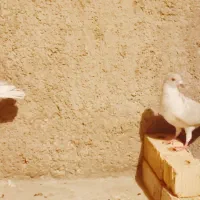 ۲عدد کبوتر الماسی نر|پرنده|شیراز, شهرک کوشکک|دیوار
