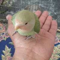 طوطی کوتوله برزیلی
