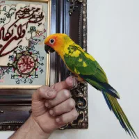 خورشیدی راهب عروس هلندی جوجه