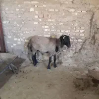 بره|حیوانات مزرعه|قم, پردیسان|دیوار