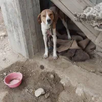 سگ انگلیس دنبلانی