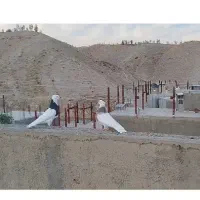 کبوتر طوقی دره شهر