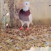 کبوتر|پرنده|ایوان, |دیوار