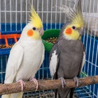 یک جفت عروس هلندی لوتینو و سیامون زیبا و بازیگوش