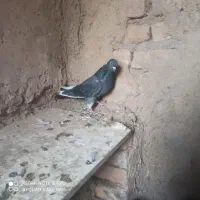 ۱۳ عدد کفتر پرشی روزگاری|پرنده|گلپایگان, |دیوار