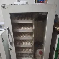 دستگاه جوجه کشی کویر( مشهد برق )|لوازم جانبی حیوانات|یزد, |دیوار