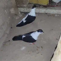 کفتر افغانی|پرنده|کاشان, گریه|دیوار