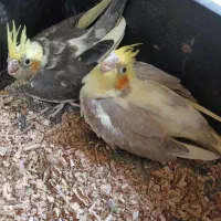 جوجه عروس هلندی سرلاکی