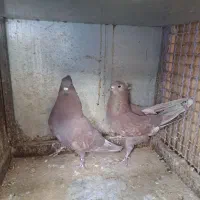 کبوتر|پرنده|اصفهان, خانه اصفهان|دیوار