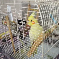 یه جفت عروس هلندی|پرنده|نسیمشهر, |دیوار