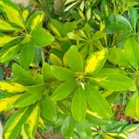 گل انار ۸۰|گل و گیاه طبیعی|بروجرد, |دیوار