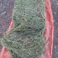 یونجه بز گاو گوسفند|حیوانات مزرعه|خاوه, |دیوار