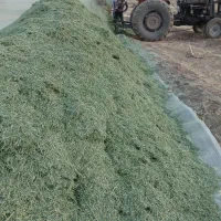 یونجه