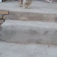 سگ نژاد شیتزو|سگ|زارچ, |دیوار