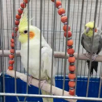 عروس هلندی مولد|پرنده|خمینیشهر, |دیوار