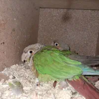 گرینچیک .شاه طوطی.سنگال.کبوتر.کفتر