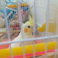 فروش عروس هلندی دستی