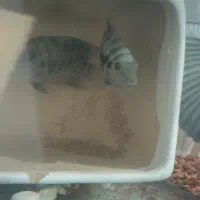 سیچلاید گورخری یا بارش