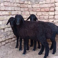 بره نر سبک