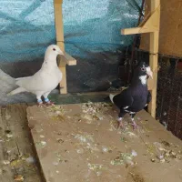 دو تا کفتر نر