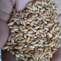 فروش گندم ۳تن