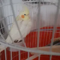 فروش عروس هلندی