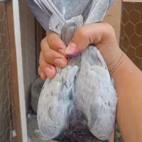 کبوتر سبز نر