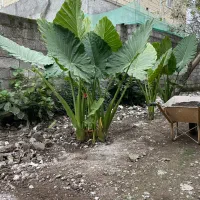 گل بابا آدم ۵ بوته|گل و گیاه طبیعی|لاهیجان, بازکیاگوراب|دیوار