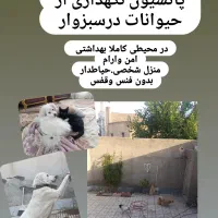 حیوانات خانگی زیبا(مراقبت نگهداری)