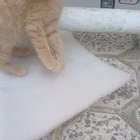 واگذاری توله گربه