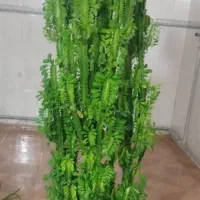 گل فروشی نورا