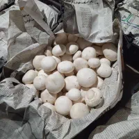 نیروی قارچ چین با تجربه