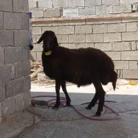 مژده مرکز اصلاح نژاد میش در شهرستان.همو ‌و...