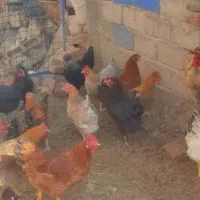 ۴۰ یا ۵۰تا مرغ خروس دارم تو شهر شال کلـی جزیــی|حیوانات مزرعه|شال, |دیوار