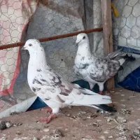 تهرانی بلند گرد و گوره پلاکی