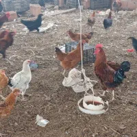 خروس  محلی|حیوانات مزرعه|قائم‌شهر, |دیوار