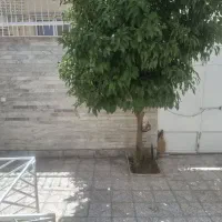 خونه-ویلائی-دربست-دوخوابه-در-خیابان-مسجد-مصلی