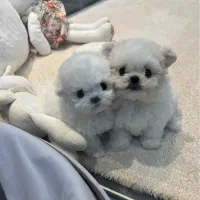 مالتیز کراس|سگ|تهران, جنتآباد مرکزی|دیوار