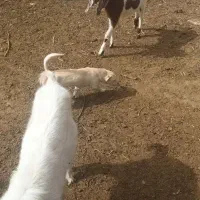 بز غاله سانن وپاکستانی