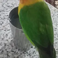 گمشده|حیوانات|نورآباد, |دیوار