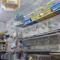 مرغ عشق|پرنده|بیرجند, |دیوار