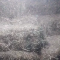 کاه سیاه دانه. قره دنه