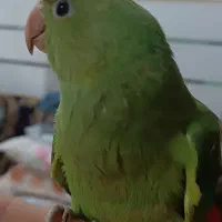 جوجه طوطی ملنگو
