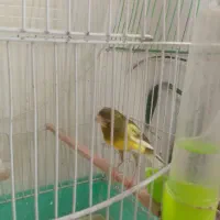 قناری نر شش دانگ مست . آماده|پرنده|سرپل ذهاب, |دیوار