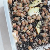 جوجه حلزون برای کار در منزل|خزنده|کرج, عظیمیه|دیوار