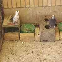 شازده سیاه|پرنده|مبارکه, |دیوار