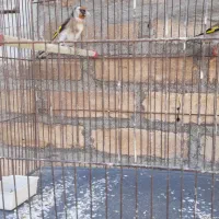 سهره وقناری|پرنده|کرمانشاه, |دیوار