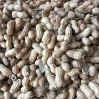 نیروی کار آقابرای کارگاە خشکبار|استخدام صنعتی، فنی، مهندسی|سنندج, |دیوار